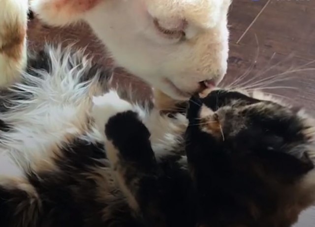 VIDEO – Nerazdvojni drugari: Spašena maca je pomogla bolesnom jagnjetu