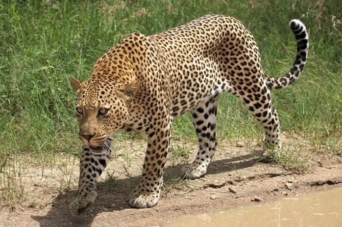 Indija: Ubijen leopard koji je za tri godine usmrtio 21 osobu