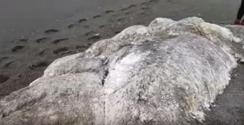 VIDEO More izbacilo dlakavo čudovište bez očiju, nauka u čudu