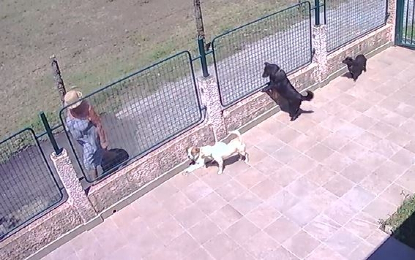 Da li će starija gospođa iz Donje Gorice odgovarati za trovanje psa komšinice? Policija se uključila