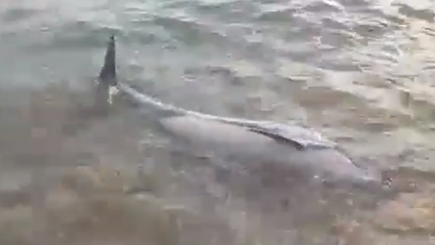 VIDEO – Tužan prizor na hrvatskoj plaži: More izbacilo mrtvog delfina