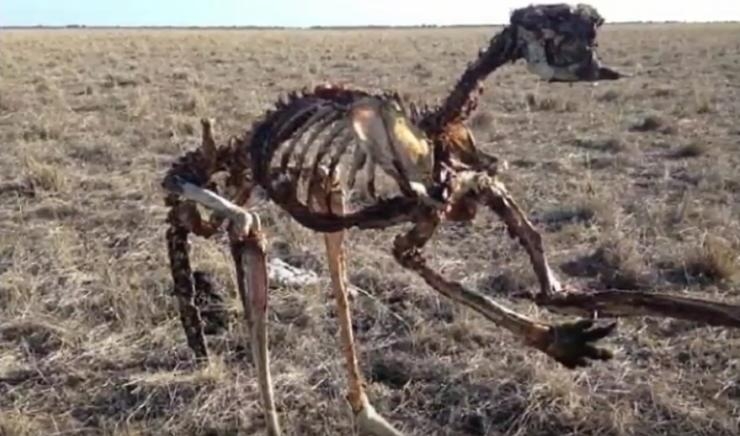 FOTO – Suša u ovoj zemlji je rekordna, a ovaj UŽASAVAJUĆI PRIZOR je to upravo i dokazao