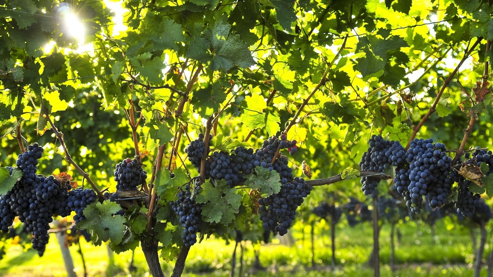 Radnici u Plantažama ubraće devet miliona kilograma vranca