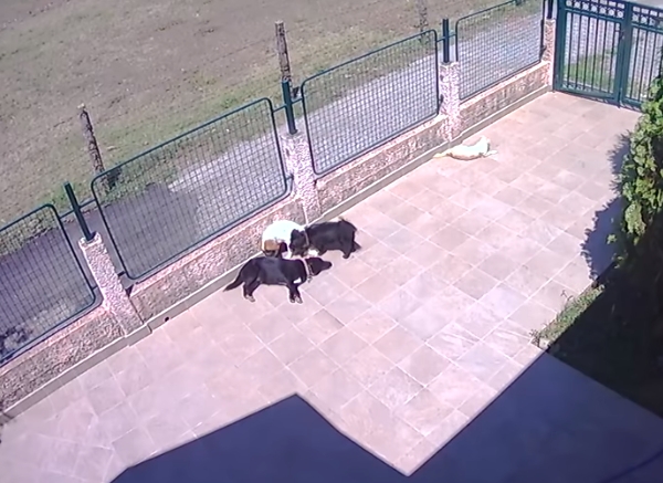 Objavljen POTRESAN snimak žene iz Donje Gorice koja truje psa, a onda on umire U MUKAMA: “Prosječan pas je bolja osoba nego prosječna osoba”