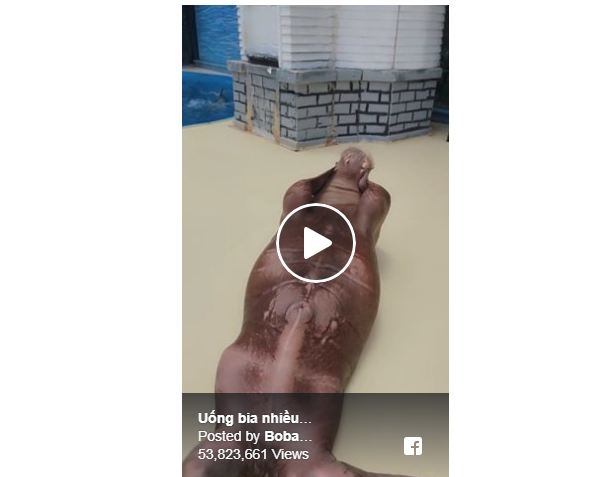 VIDEO koji je nasmijao svijet: Nabildovani morž radi trbušnjake, pa aplaudira samom sebi!