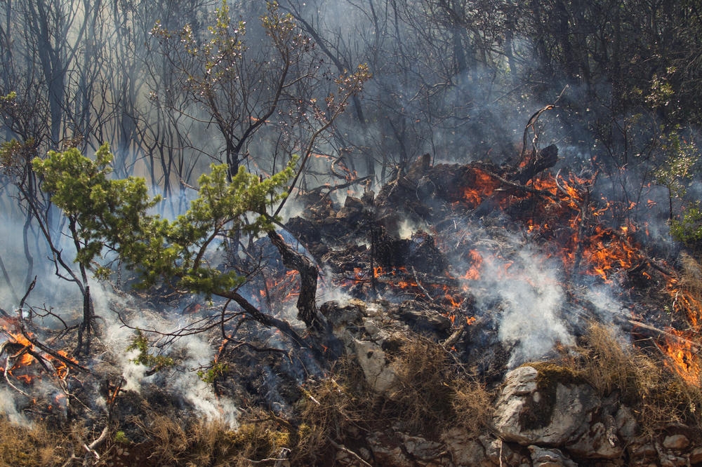 Meteorološki uslovi i dobra organizacija doprinijeli da bude manje požara