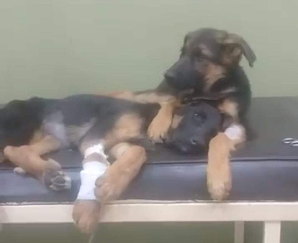 VIDEO: Drugu mu je bila POVRIJEĐENA ŠAPA, pogledajte kako ga je tješio, snimak TOPI i najhladnije!