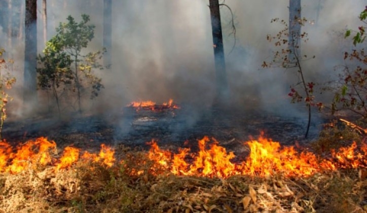 Tri sela evakuisana zbog velikog šumskog požara