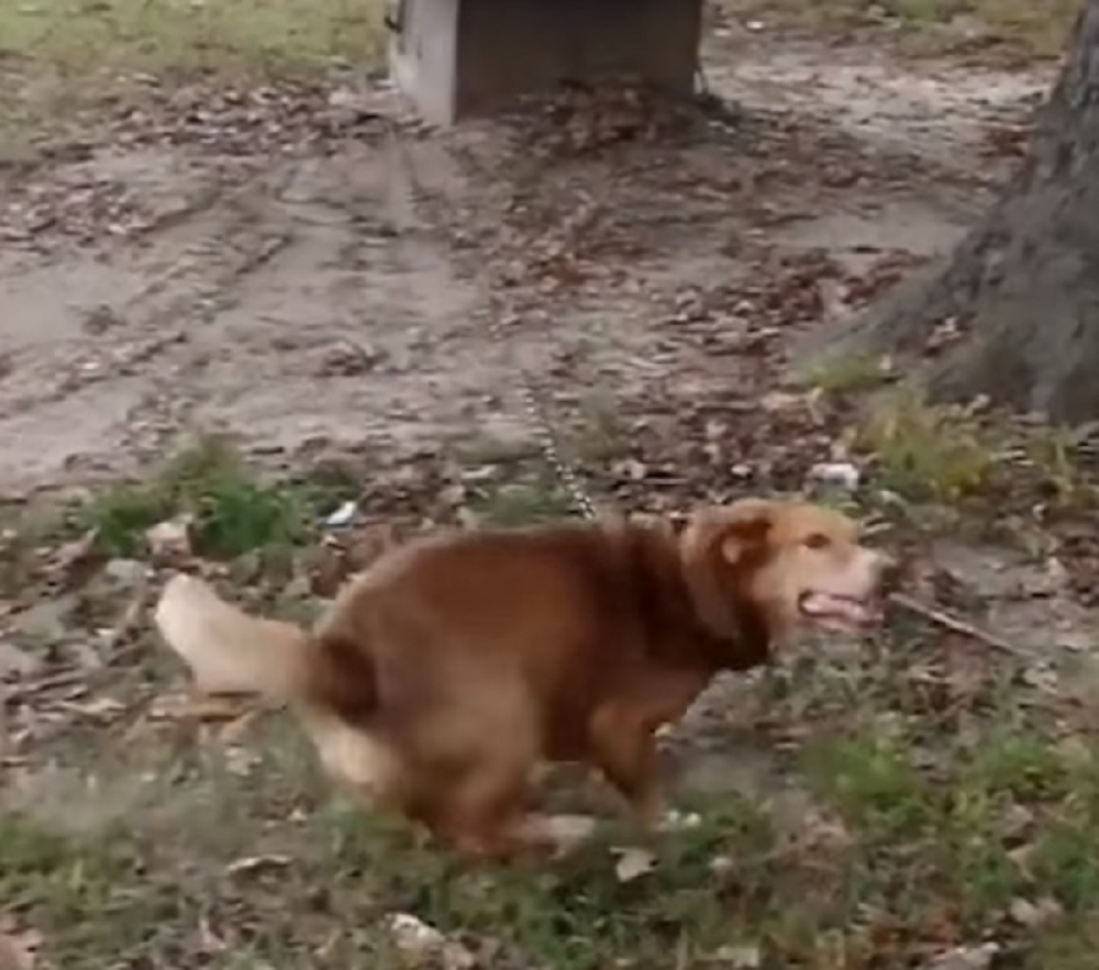 POTRESAN VIDEO: Ovo je najdirljivija priča koju ćete ikad pročitati o jednom psu