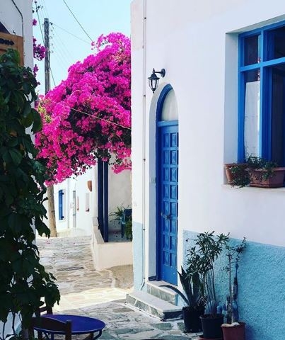 Simbol Mediterana BUGENVILIJA se može gajiti i u SAKSIJI