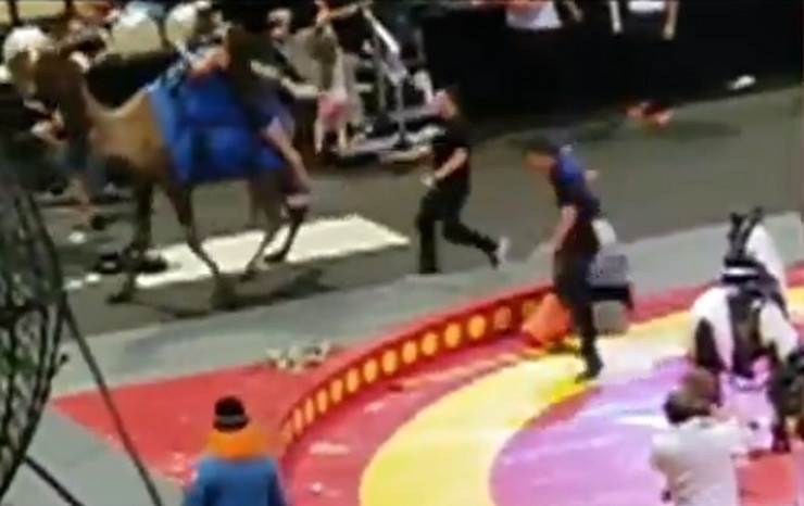 VIDEO – Haos u cirkusu: Preplašena kamila povrijedila šestoro djece