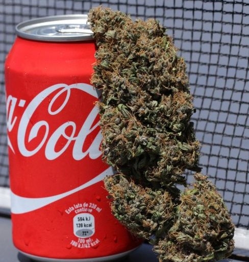 Coca-Cola sprema piće sa kanabisom?