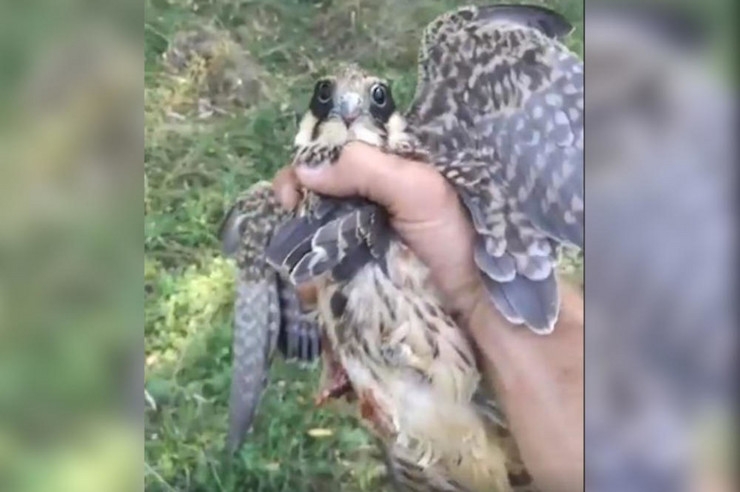 Uznemirujući video: Odsjekli sokolu noge, pa ga ostavili da umre u mukama
