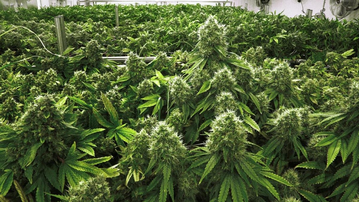 Uhapšene tri osobe: Otkrivena plantaža sa 64 stabljike marihuane, pronađeni i pištolj i municija