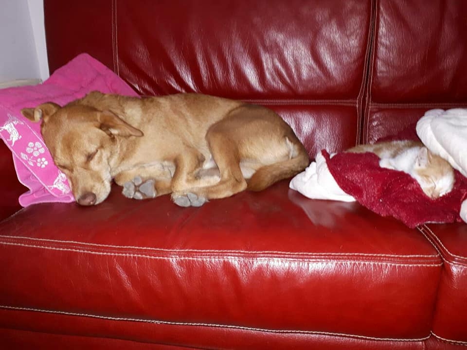 VLASNICA POGINULA: Saga o psu koji se izgubio nakon udesa kod Jagodine