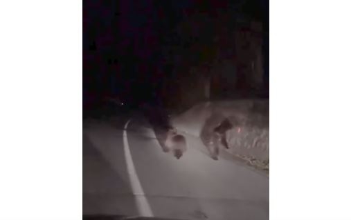 VIDEO – Nonšalantna šetnja: Medvjedi na ulici u Rožajama
