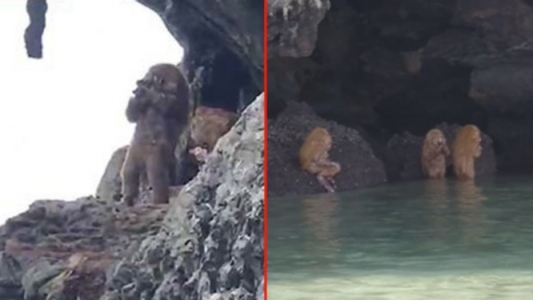 VIDEO: Pola ljudi, pola majmuni snimljeni na Tajlandu: Bizarna stvorenja zaprepastila turiste