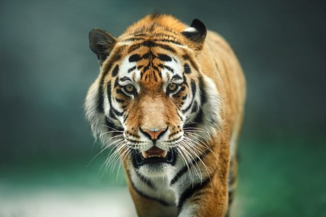 Muškarca ubio tigar dok je radio na njivi, pa mu presudili traktorom