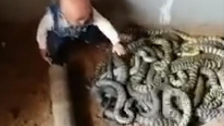Nevjerovatan video: Dok odrasli bježe od njih, ova beba se igra s njima kao da su od gume