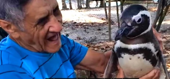 VIDEO: Pravo prijateljstvo PINGVINA I ČOVJEKA koji ga je spasio sigurne smrti