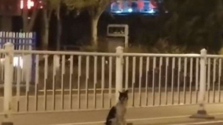 VIDEO – Pretužno: Pas već 80 dana čeka na mjestu gdje mu je poginula vlasnica