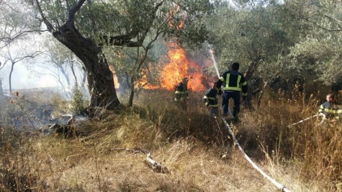 Posljedice požara u Ulcinju: Izgorjelo 1.350 maslina, šteta 900.000 eura