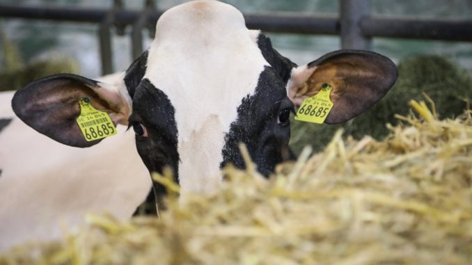 Osjećajte se bolje i smirenije: Kravlja terapija – mazite i grlite krave za 75 dolara na sat