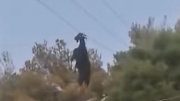 Nerealan prizor nasred puta: Koza se rogovima zakačila za žicu od struje