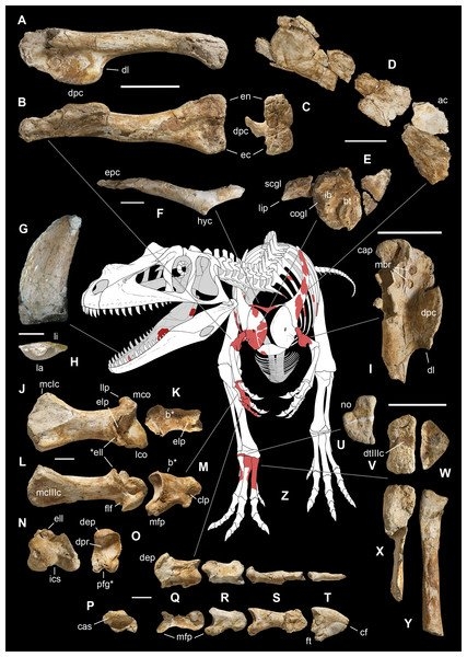 Naučnici otkrili dinosaurusa koji je bio veći i od T- Reksa