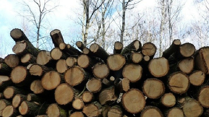 Šumar iz Pljevalja osumnjičen za korupciju, oštetio Upravu za oko 13.600 eura