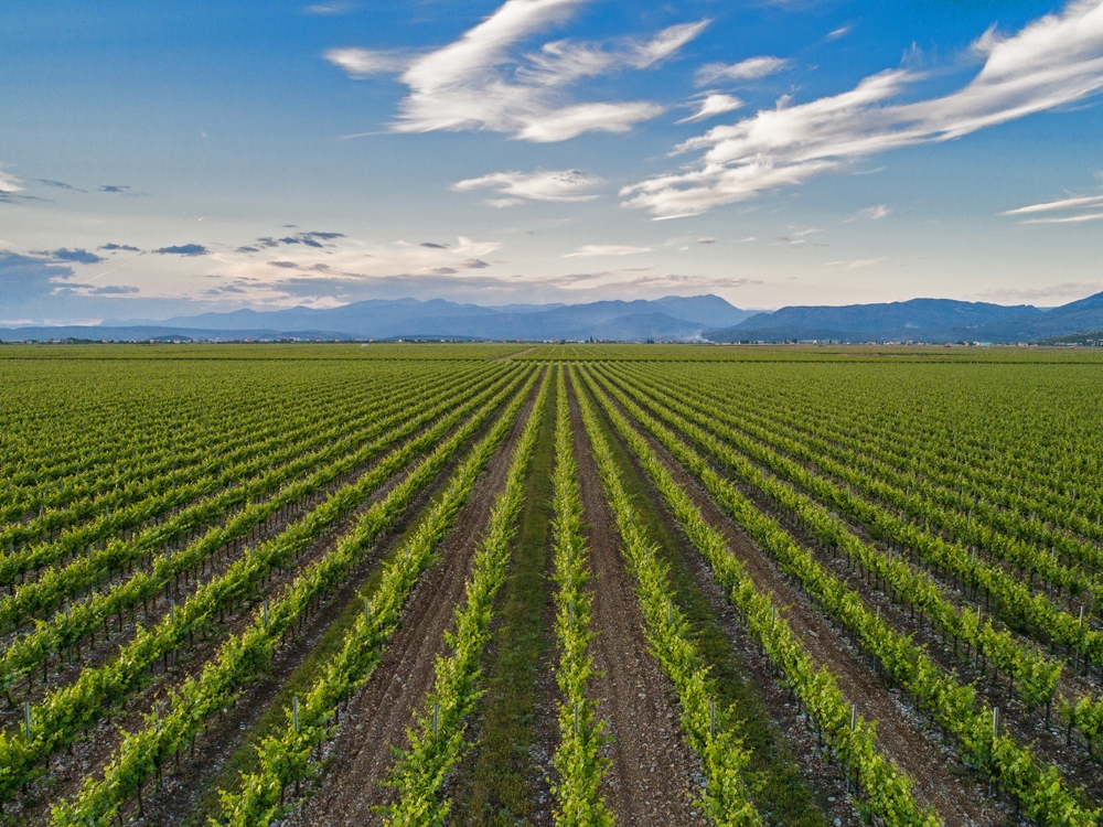 Plantaže ulažu 1,5 miliona eura u novi vinograd