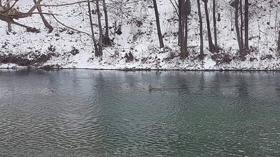 Nevjerovatna priroda: Srna u Limu