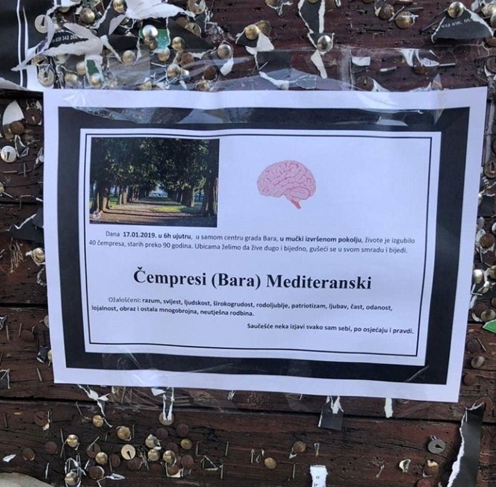 U Baru osvanule plakate “Čempresi (Bara) Medinteranski”: Ožalošćeni razum, svijest, ljudskost..