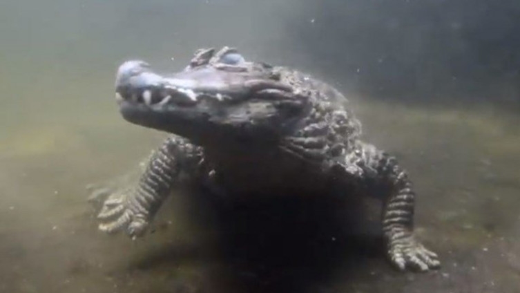 Krokodil 50 godina nije uspio dobiti potomstvo jer ima premalen polni organ