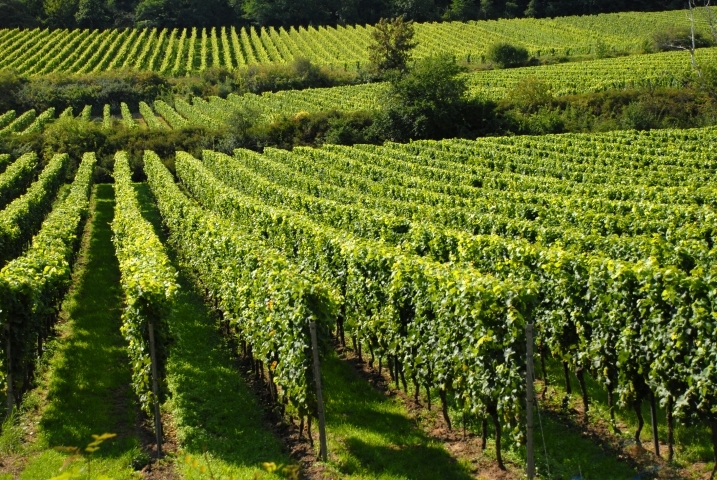 Javni poziv za podršku investicijama vinogradarstvu: Bespovratna podrška od 50 do 60 odsto