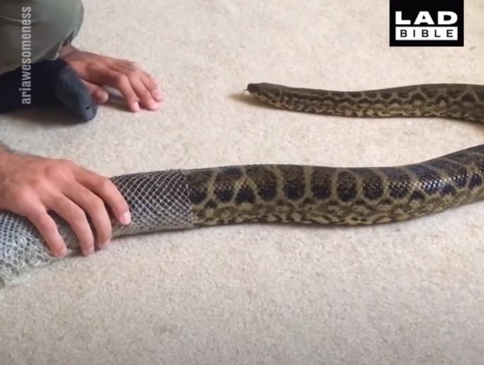 VIDEO: Ovaj čovjek je anakondi SKIDAO KOŽU! Nadamo se da niste mnogo plašljivi