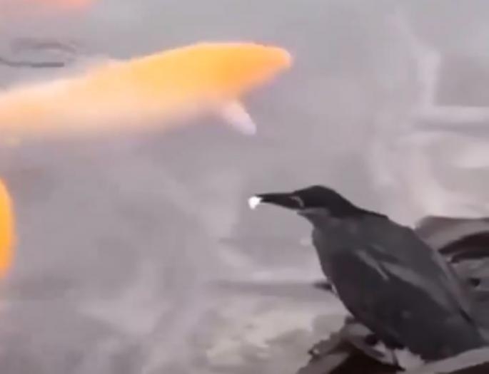 VIDEO: Ako niste vjerovali da su vrane GENIJALNE do sada, evo DOKAZA!