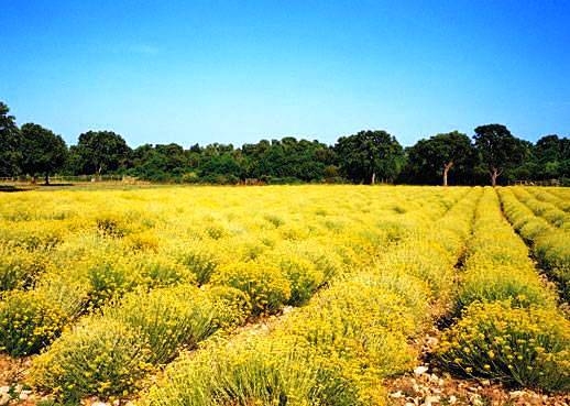Bespovratna podrška za uzgoj ljekovitog i aromatičnog bilja za ovu godinu