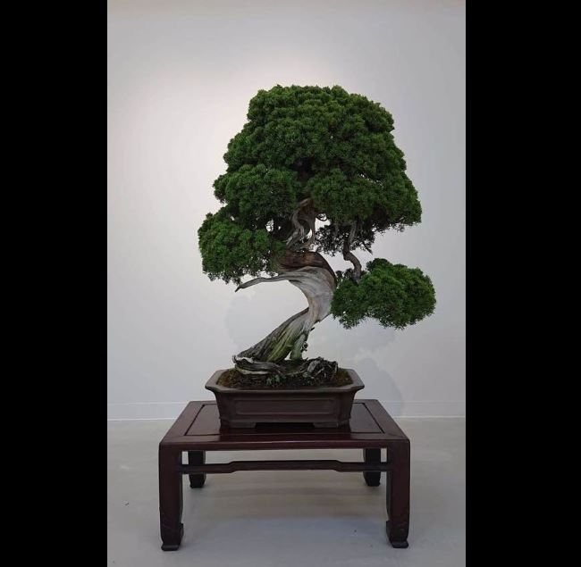 Japanskom paru iz vrta ukrali bonsai drvo staro 400 godina