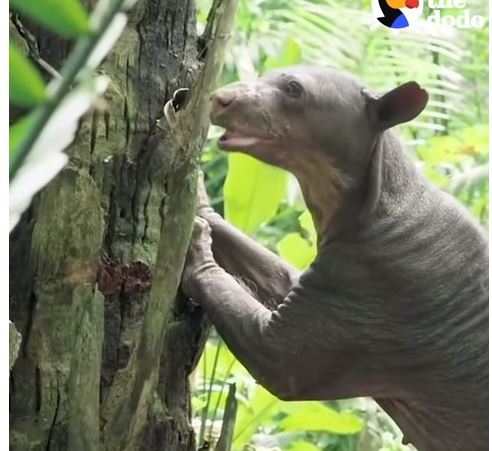 VIDEO: Životinje iz cirkusa koje su mučete i prebijane, prvi put na slobodi…