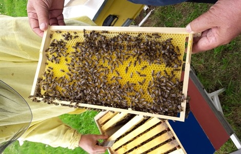 Po pet košnica za mlade koji žele da se bave pčelarstvom