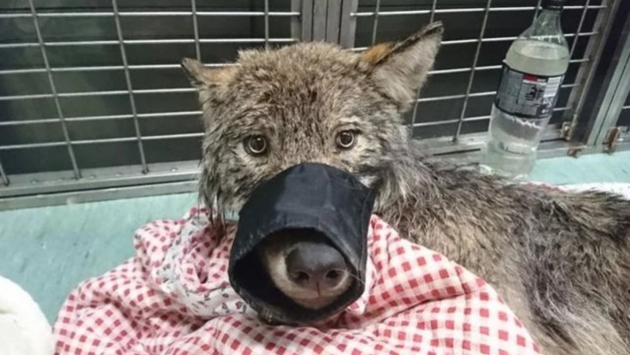 Mislili da su spasili smrznutog psa, tek kod veterinara shvatili kakvu su zvijer našli