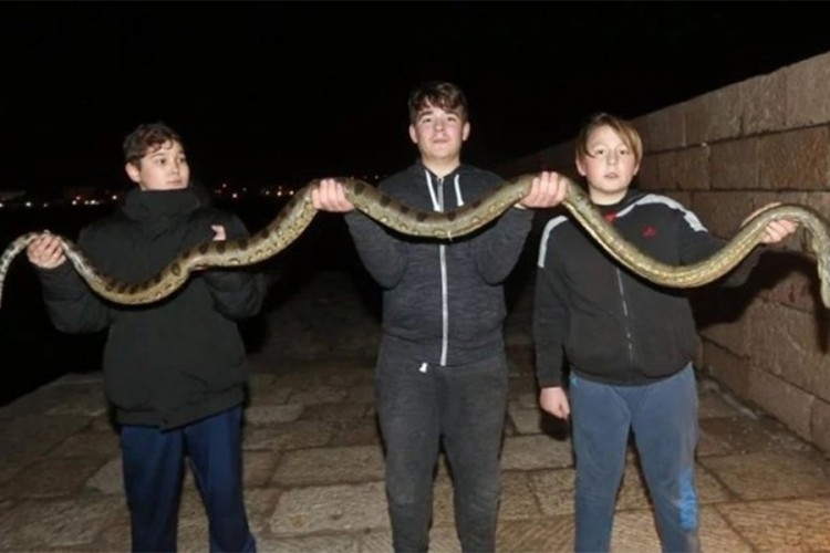 Dječaci iz mora izvukli anakondu dugu dva i po metra!