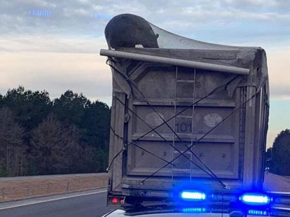 Gladni medvjed upao u kamion za smeće