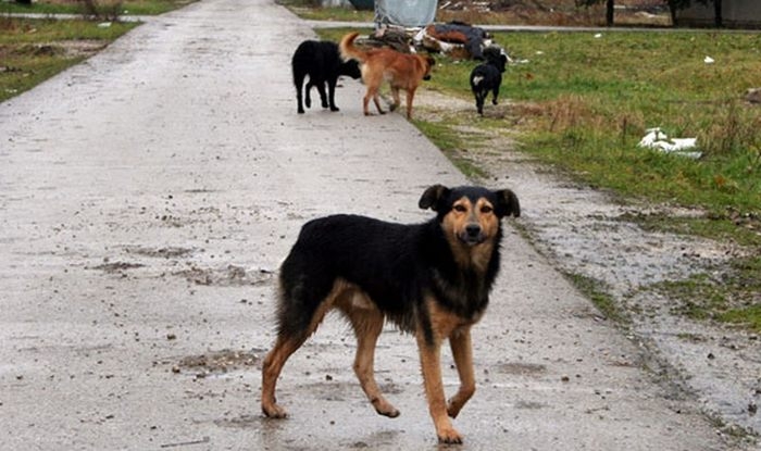 Psi lutalice tokom januara ujeli čak 20 građana Pljevalja