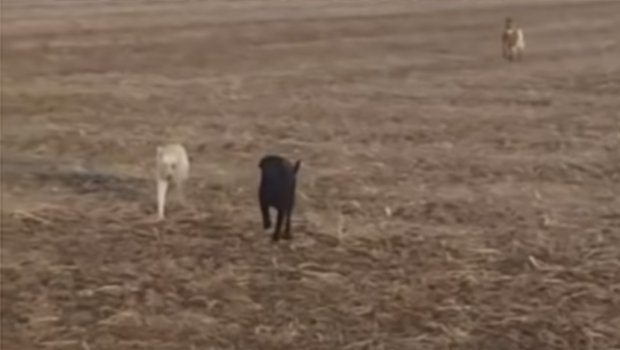 VIDEO: Labrador je pobjegao od kuće, a onda se on vratio sa novim prijateljima kozom i psom