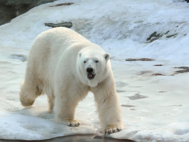 Vanredno stanje u Rusiji: Masovna invazija polarnih medvjeda