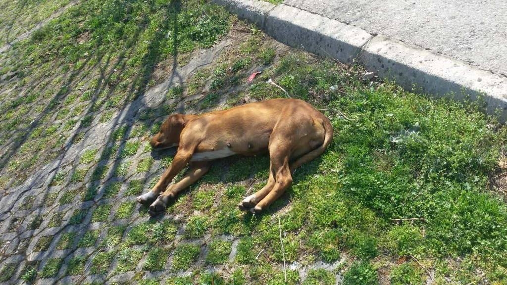 Uznemirujuće fotografije: Na Marezi otrovani psi i stoka!