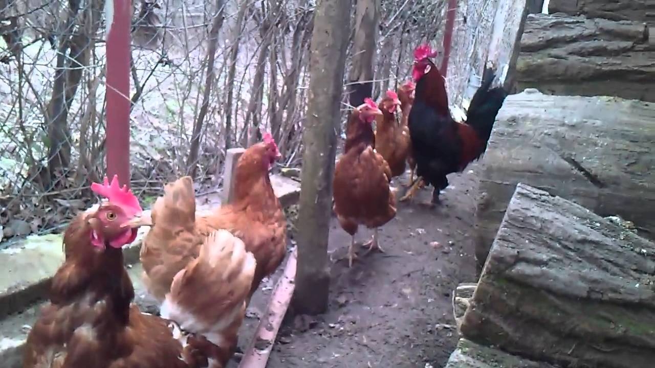 Vjerovali ili ne: Kokoške se udružile i ubile lisicu
