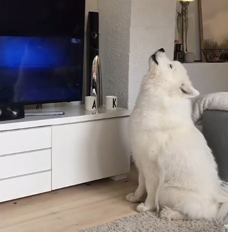 Samojed ima 350 hiljada fanova na Instagramu, pogledajte zašto